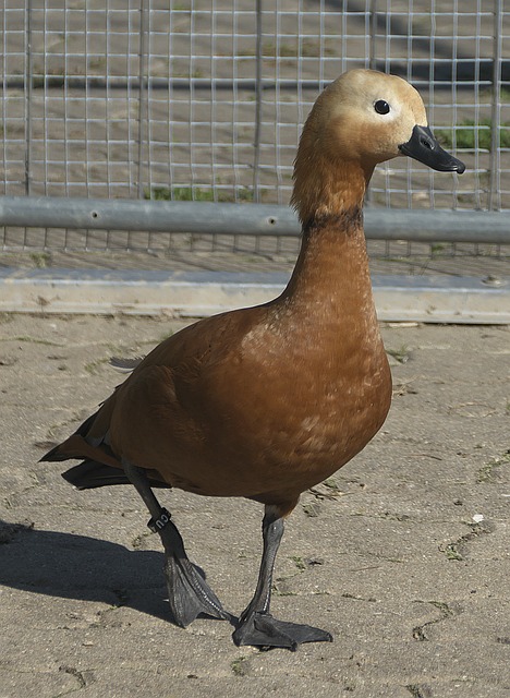 重任